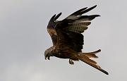 red kite03